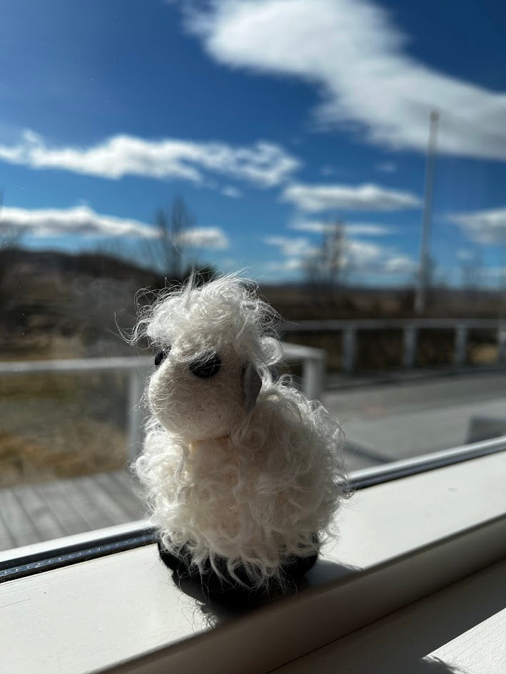 Curly fur sheep